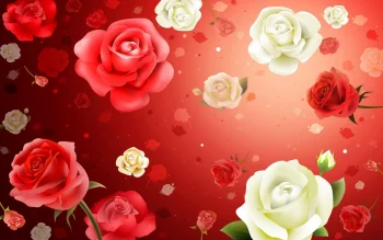 Roses HD Wallpapers Nature W