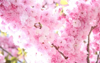Sakura Flower HD Wallpapers