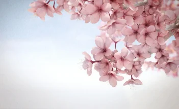 Sakura Flower HD Wallpapers