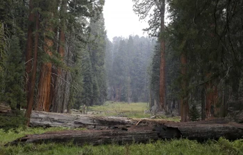 Sequoia National Park HD Wal