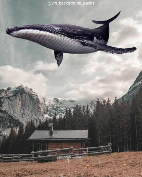 Shark whale PicsArt Editing