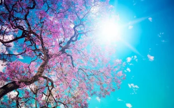 Spring HD Wallpapers Nature