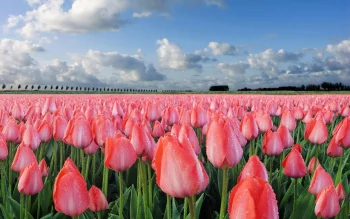 Tulip HD Wallpapers Nature W