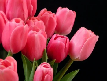Tulip HD Wallpapers Nature W