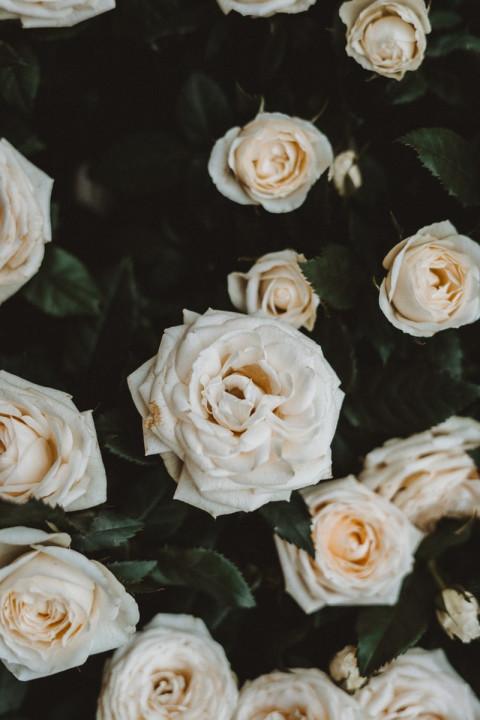 White Rose Wallpaper Photo f