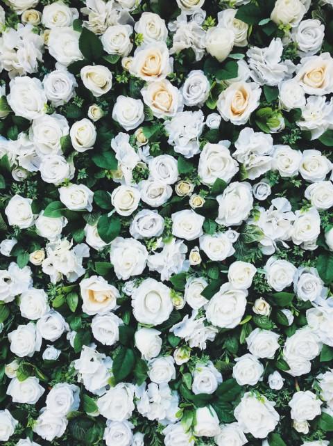 White Rose Wallpaper Full HD