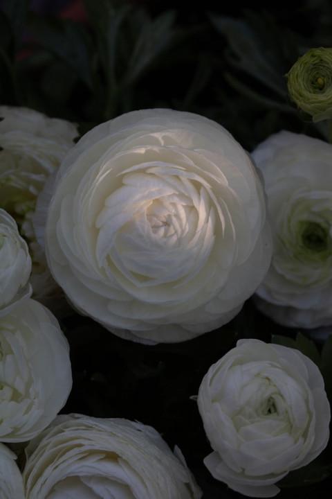 White Rose Wallpaper Full HD