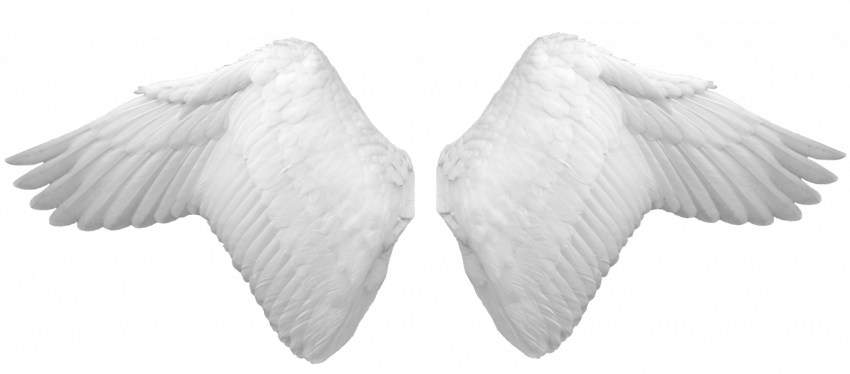 White Wings PNG - Transparen