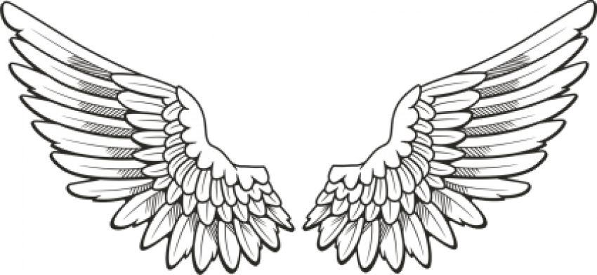 Bird (Angels) Wings PNG - Tr