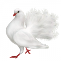 White Pigeon PNG Transparent