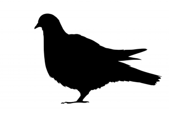 Blalck Pigeon PNG Transparen