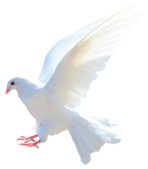 Flying Pigeon PNG Bird PNG T