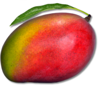 Mango PNG Vector HD image 08