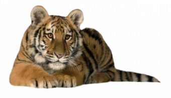 Sitting Tiger PNG - Cheetah