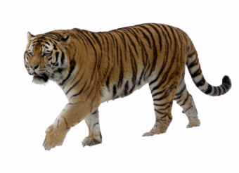 Standing Tiger PNG - Cheetah