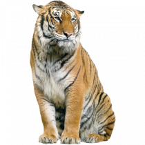 Tiger PNG - Cheetah (2) Free