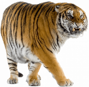 Tiger PNG - Cheetah (7) Free