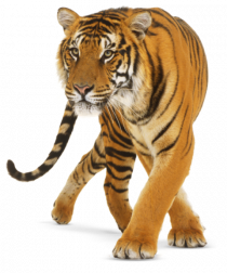 Tiger PNG - Cheetah (9) Free