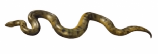 Anaconda Snake PNG - Transpa