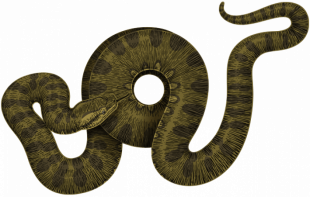 Anaconda Snake PNG - Transpa