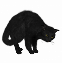 Black Cat PNG - Transparent