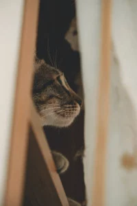 Cute Cat Wallpaper Image Pho