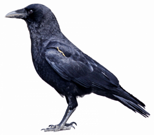 Crow Transparent Bird PNG Fr