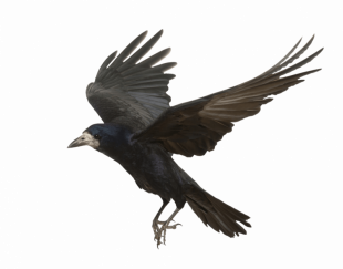 Flying Crow PNG - Bird Trans