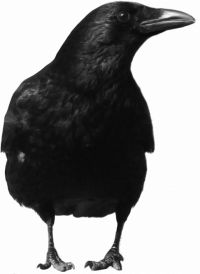 Crow Transparent Bird PNG Fr