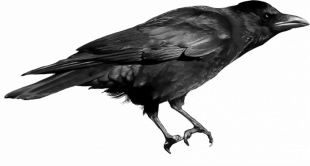 Sitting Crow PNG - Transpare