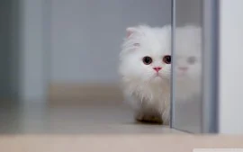 Cute Fluffy Cats Wallpapers
