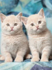 Cute Fluffy Cats Wallpapers