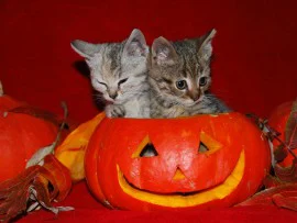 Cute Halloween Cats Wallpape