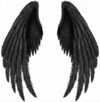 Bird (Angels) Wings PNG - Tr
