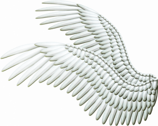 White Wings PNG - Transparen