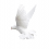 White Pigeon PNG Transparent Image HD Vector (11)