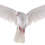 White Pigeon PNG Transparent Image HD Vector (15)