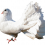 White Pigeon PNG Transparent Image HD Vector (16)