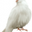 White Pigeon PNG Transparent Image HD Vector (17)