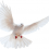 White Pigeon PNG Transparent Image HD Vector (18)