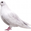 White Pigeon PNG Transparent Image HD Vector (19)