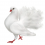 White Pigeon PNG Transparent Image HD Vector (20)