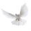 White Pigeon PNG Transparent Image HD Vector (24)
