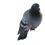 Pigeon PNG Transparent Image HD Vector (88)