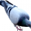 Pigeon PNG Transparent Image HD Vector (90)