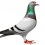 Pigeon PNG Transparent Image HD Vector (91)
