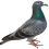 Pigeon PNG Transparent Image HD Vector (93)