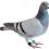 Pigeon PNG Transparent Image HD Vector (78)