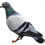 Pigeon PNG Transparent Image HD Vector (80)