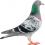 Pigeon PNG Transparent Image HD Vector (82)